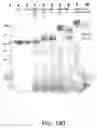 Fig. 497 - Factor IX: remolding and glycoconjugation of Factor IX