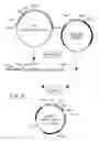 Fig. 07 - Cytoplasmic expression of antibodies, antibody fragments and antibody fragment fusion proteins in 