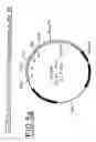 Fig. 08 - Cytoplasmic expression of antibodies, antibody fragments and antibody fragment fusion proteins in 