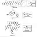 Fig. 02 - Hydroxy-amino acids