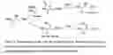 Fig. 09 - Hydroxy-amino acids