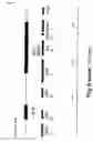 Fig. 02 - Self-containing strain