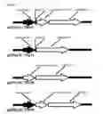 Fig. 03 - Self-containing strain