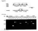 Fig. 05 - Self-containing strain