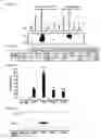 Fig. 08 - Self-containing strain