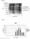 Fig. 10 - Self-containing strain