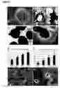 Fig. 08 - Oligodendrocytes derived from human embryonic stem cells for remyelination and treatment of spinal cord injury