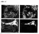 Fig. 15 - Oligodendrocytes derived from human embryonic stem cells for remyelination and treatment of spinal cord injury