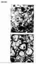 Fig. 20 - Oligodendrocytes derived from human embryonic stem cells for remyelination and treatment of spinal cord injury