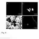 Fig. 06 - Methods and products for delivering biological molecules to cells using multicomponent nanostructures