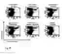 Fig. 09 - Methods and products for delivering biological molecules to cells using multicomponent nanostructures
