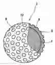 Fig. 01 - Golf ball