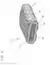 Fig. 06 - Game ball lacing