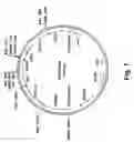 Fig. 02 - Method of imparting disease resistance to plants by reducing polyphenol oxidase activities