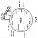 Fig. 03 - Method of imparting disease resistance to plants by reducing polyphenol oxidase activities