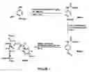 Fig. 02 - Selective targeting of apoptotic cells