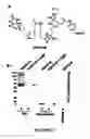 Fig. 08 - Selective targeting of apoptotic cells