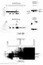 Fig. 04 - Modulation of angiogenesis