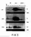 Fig. 06 - Methods for treating and preventing infectious disease