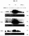 Fig. 06 - Immunostimulatory nucleic acid molecules
