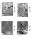 Fig. 29 - Compositions and methods for treating or preventing diseases of body passageways