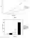 Fig. 06 - Coumarin compounds as microtubule stabilizing agents and therapeutic uses thereof