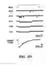 Fig. 07 - Bacterial ion channel
