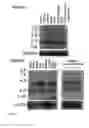 Fig. 03 - CD40-interacting and TRAF-interacting proteins