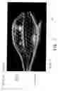 Fig. 06 - Device for radiation treatment of proliferative tissue surrounding a cavity in an animal body