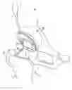 Fig. 01 - Servo-controlled impacting device for orthopedic implants