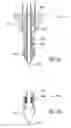Fig. 08 - Method and apparatus for forming apertures in blood vessels