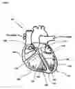 Fig. 02 - Linear stimulation of the heart for improved hemodynamic benefit