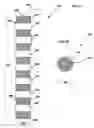 Fig. 06 - Linear stimulation of the heart for improved hemodynamic benefit