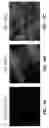Fig. 06 - Animal model simulating neurologic disease