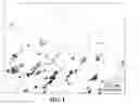 Fig. 02 - Large area, uniformly low dislocation density GaN substrate and process for making the same