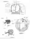 Fig. 02 - Methods, systems & devices for endobronchial ventilation and drug delivery