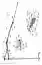 Fig. 05 - Multiple-fold umbrella as quickly opened and closed