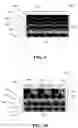Fig. 06 - Feedback and coupling structures and methods