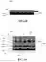 Fig. 09 - Feedback and coupling structures and methods