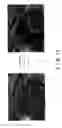 Fig. 09 - Display device and imaging method