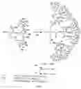 Fig. 04 - Sol-gel dendron separation and extraction capillary column