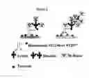 Fig. 04 - Avidin dimers effective in increasing the concentration of radioactive biotin in pretargeted radioimmunotherapy