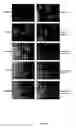 Fig. 09 - Compositions, kits and treating methods for alteration cell-cell adhesion, transport, or permeation properties of tissues