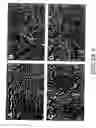 Fig. 04 - Specific depletion of cd4+ t cells