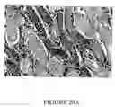 Fig. 23 - Specific depletion of cd4+ t cells