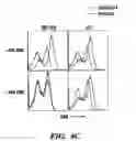 Fig. 12 - Method and composition for treating immune complex associated disorders