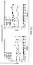 Fig. 13 - Method of promoting graft survival with anti-tissue factor antibodies