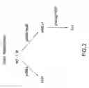 Fig. 04 - Compositions and methods for restoring sensitivity to treatment with HER2 antagonists