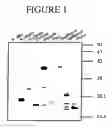 Fig. 02 - Immunogenic formulations comprising oil bodies