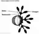 Fig. 05 - Immunogenic formulations comprising oil bodies